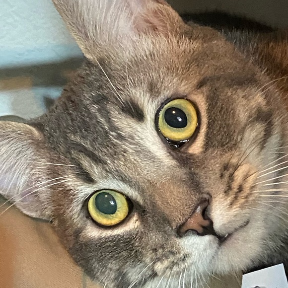 Meet your Posher, Lobat - Picture 1 of 1